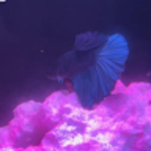 Meet your Posher, Camilo